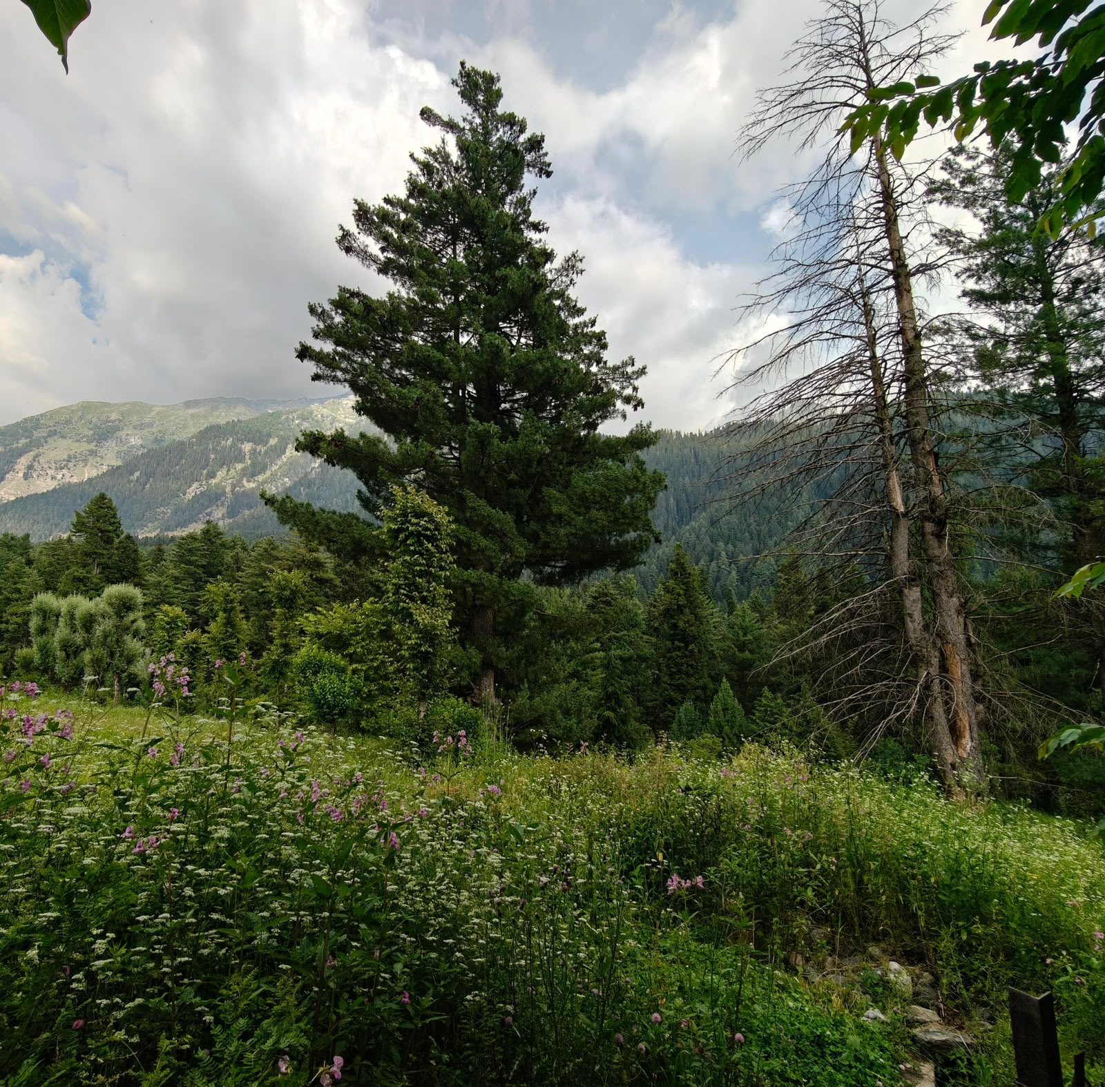 Forest view from the front courtyard