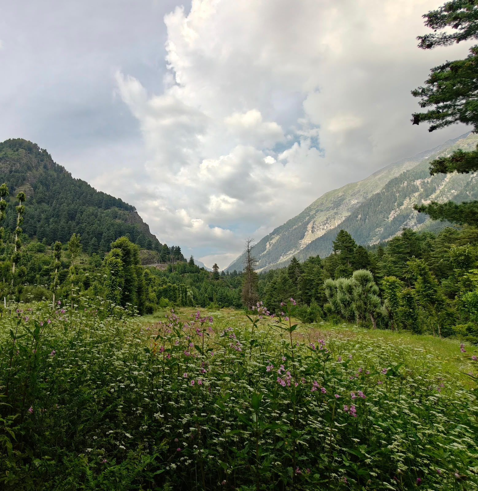 Second forest view from the courtyard