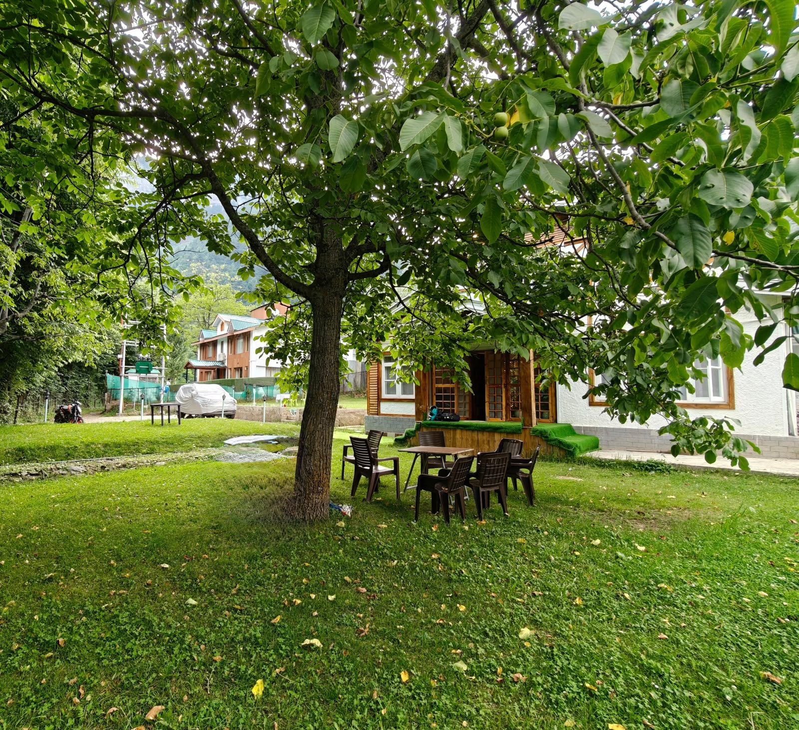 Front courtyard with old walnut tree